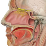 Head_olfactory_nerve-2